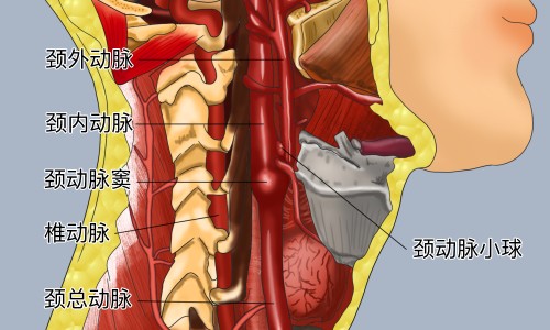 竹罐的作用大全图片-竹罐的作用大全图片、竹罐功效大还是玻璃罐大 -竹罐的功效网